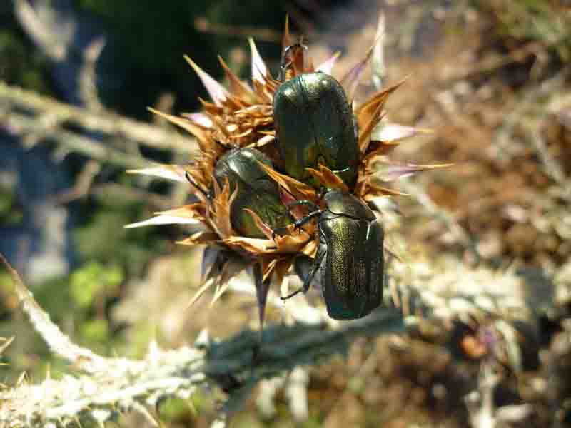 E''  un C. aeroginosa questo? No, Protaetia cfr. affins e Protaetia angustata